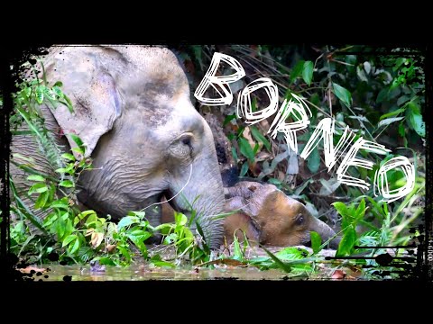 BIODIVERSITY: The Death of Wild Borneo (Mini Documentary)
