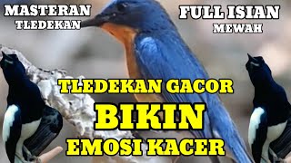Download lagu Bikin Kacer Emosi Buka Ekor.. Suara Tledekan Gunung Gacor Full Isian Tembakan Mewah | Masteran mp3