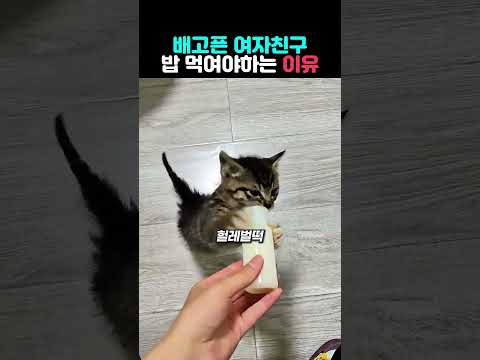 배고픈 여친 밥먹여야 하는 이유