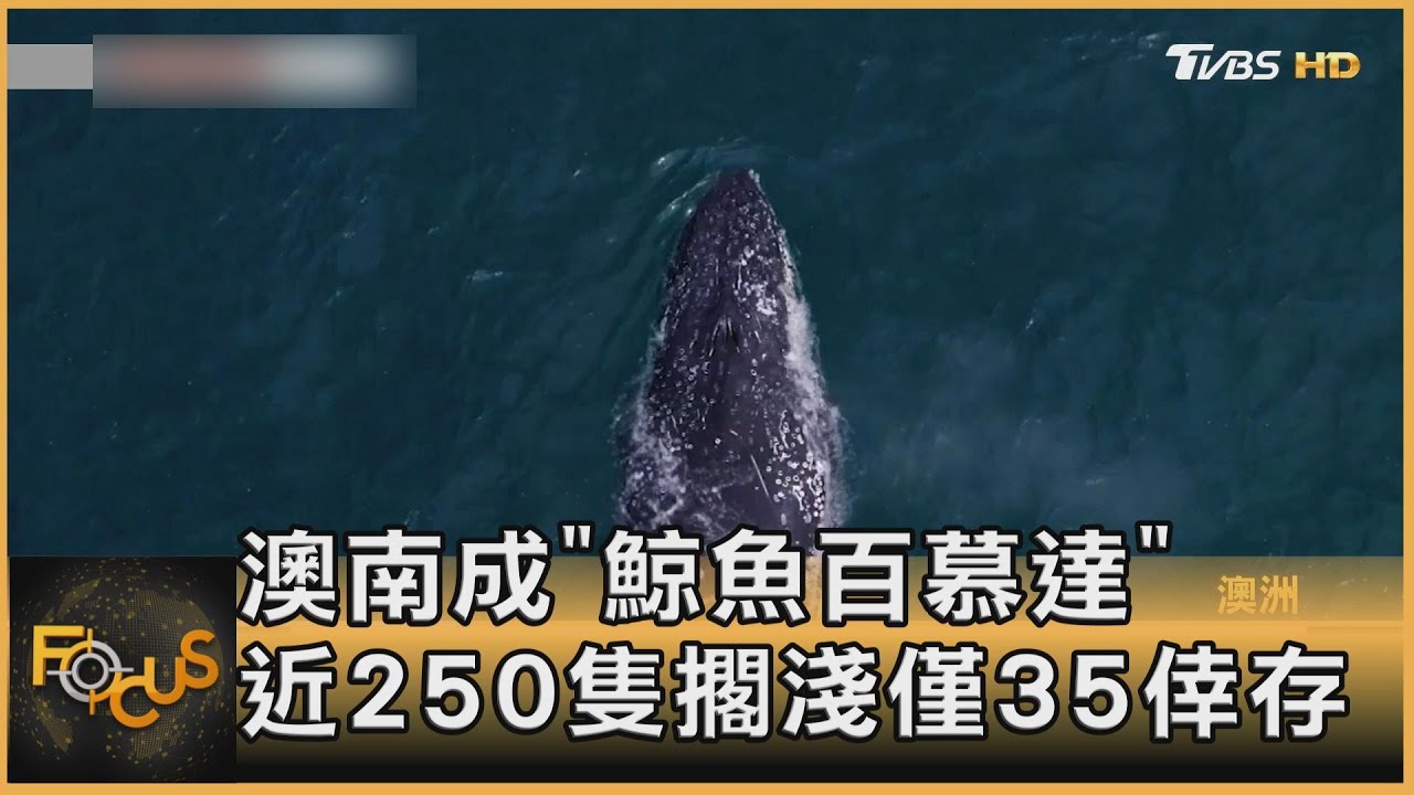 澳洲南部「鯨魚百慕達」 近250隻擱淺.僅35倖存
