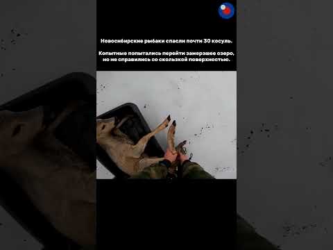 Наш мир не безнадежен, а добро всегда побеждает ❣️🥹