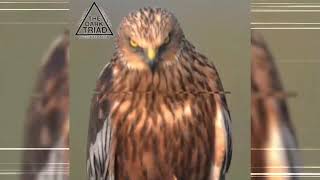 Download lagu CARAMEL JESTER - UMBRELLA (SLOWED) mp3