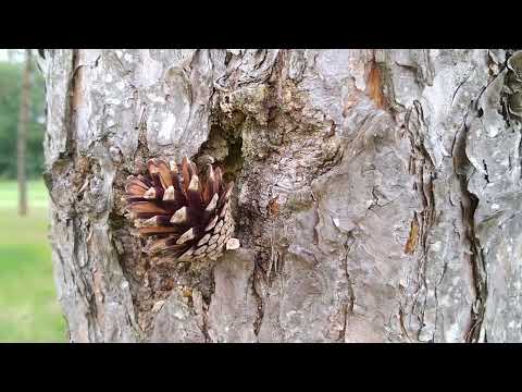 Kiefer - Nadelbäume bestimmen für Jagdprüfung (BW)