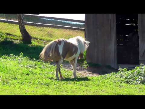 Moara de Vant - Ponei