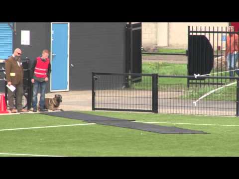 KNPV PH 1 Nederlands Kampioen Pisters