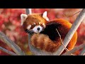 Red panda therian|Meditation And Shifting Music With Red panda noises and wind