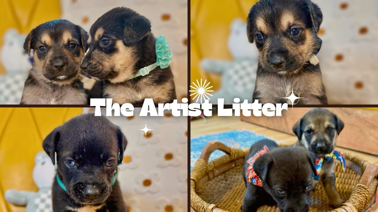 Enlarge Donato Artist, an adopted mixed breed in Portage, WI video 6/6