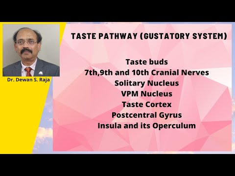 Taste Pathway (Gustatory System)