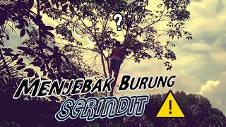 Download lagu Menjebak burung Serindit umpan buah sawit dapat banyak | kulup mersam mp3