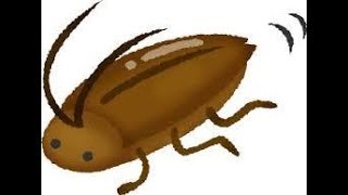 虫が嫌いな人は見ないで下さい→黒鬼