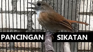 Download lagu SRDC Belajar bunyi bongkar isian - Suara pancingan sikatan rimba dada coklat & tledekan supaya EMOSI mp3