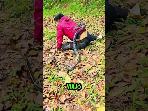 This man was bitten by the most dangerous snake in the world