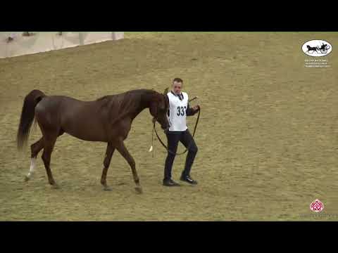 N 337 HALUL AL KHOR   Qatar National Arabian Horse Championship 2022   Stallions 4 6 Years Old Class