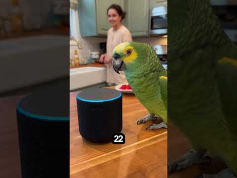 Alexa Gave the Funniest Wrong Answer 1 + 1 = 22 & This Parrot Lost It! 😂🦜 #funny #sora2 #parrot #fyp