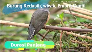 Download lagu Suara Burung Kedasih, Wiwik, Emprit Gantil | Kicau Burung Mp3 mp3