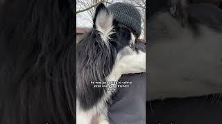 Reasons my husky was wrongfully Air jailed ￼#Husky #DogVideos #FunnyDogs