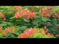 Colorful Flowers With Natural Background Music