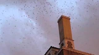 Vaux Swifts Spiraling Into A Chimney