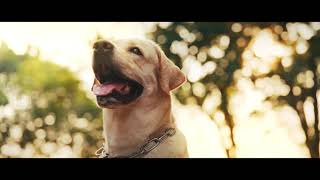 [ Official Teaser ] “ PAWS OF FATE “
