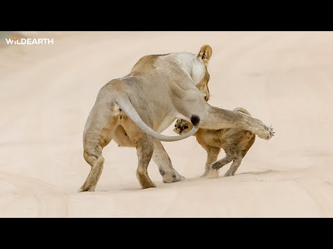 Tawny-tastic - SafariLIVE Sunrise - 08 January 2026