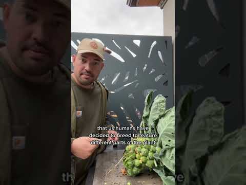I bet you don't know how Brussels sprouts grow...