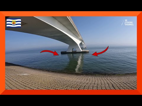 ZEEBAARS DOBBERSTEK - ZEELANDBRUG