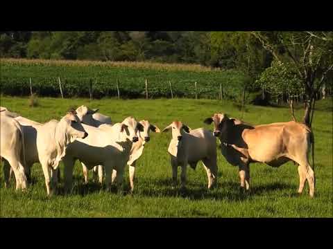 Impressionen Paraguay Itapua: Hohenau/Obligado - Landschaft Wald Felder Tiere Pflanzen - 11.01.2026