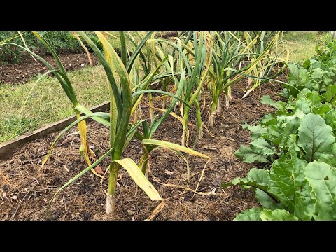 Final garlic harvest of 2023.