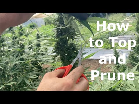 GSF21 E4 How to Top and Prune Hemp Plants