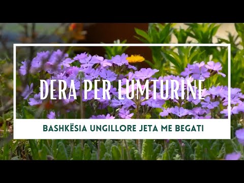 13. MËKATI ËSHTË SËMUNDJE KRONIKE QË SHKAKTON VDEKJE