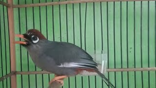 Download lagu Poksay MANDARIN gacor cocok untuk pancingan POKSAY MANDARIN SUSAH BUNYI mp3