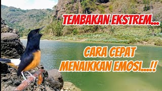 Download lagu Masteran full tembakan ekstrem pendongkrak mental fighter serta menaikkan emosi mp3 Download lagu Masteran full tembakan ekstrem pendongkrak mental fighter serta menaikkan emosi mp3