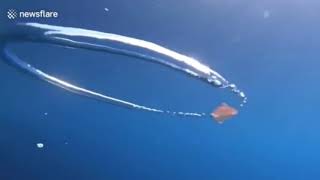 Disco jellyfish