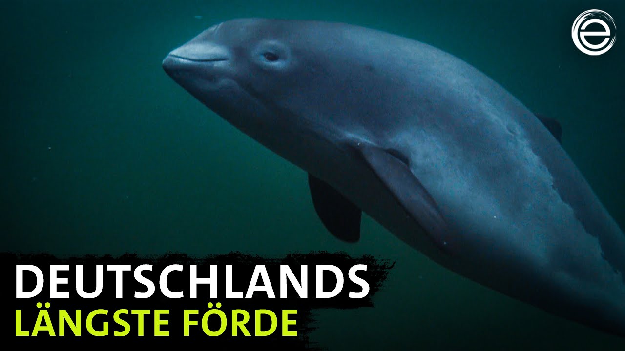 Die Schlei ‒ Schleswig-Holsteins schönste Förde | Erlebnis Erde