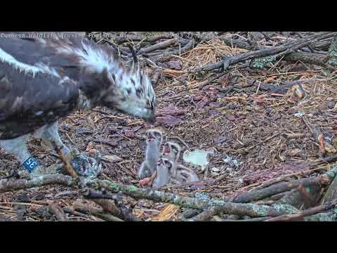Feeding time for the 2021 Foulshaw Osprey chicks