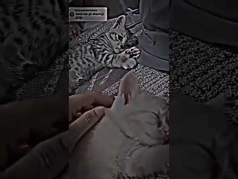 Little Cat Feel So Sad When Owner Ignore Him 🥺💔😿