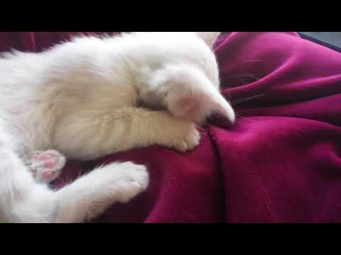 6 Week Old Kitten Has A Nurse Button