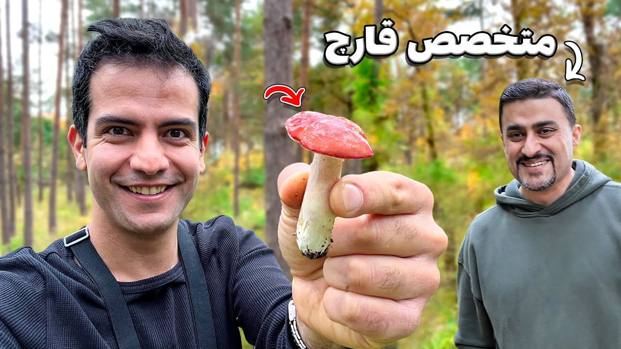 توی جنگل های آلمان چقدر قارچ خوراکی میتونیم جمع کنیم؟ 🍄