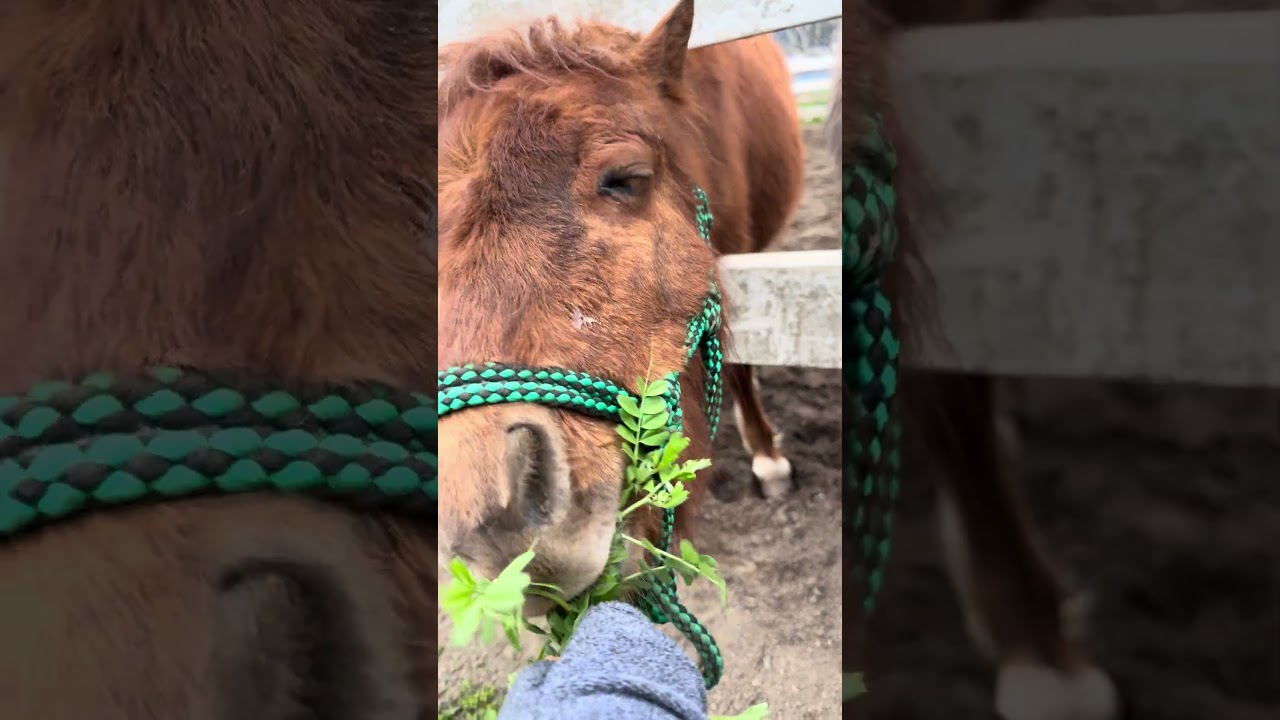 雨が降り出す前の散歩とオヤツ配り