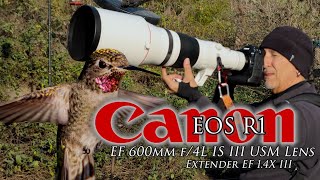 Hummingbirds with the Canon R1 and 600mm F4 at Kenneth Hahn Park - shortening the MFD! Culver City