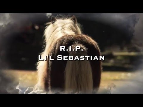 A Tribute to Li'l Sebastian, Tiny Horse/Hero