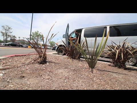 TDW 1366 - Searching For ULTIMATE Cheese Sandwich