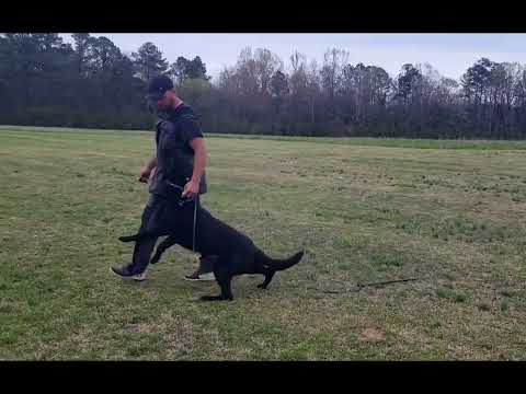 Wero vom Eisernen Kreuz IGP-3   Handler: Alex Alves