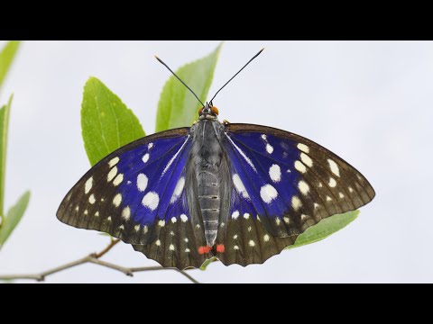 Der Japanische Kaiser im Tiergarten Schönbrunn
