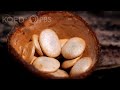 This Mushroom Can Fly Deep Look