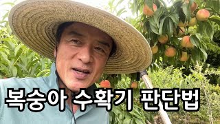 복숭아 수확기 판단 하는 방법