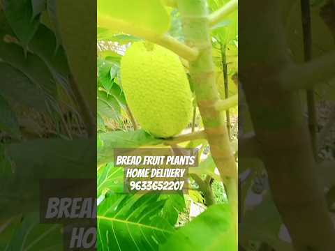 #Dwarf bread fruit plant#palnts9633652207#uvais agritech #viral vedeo#