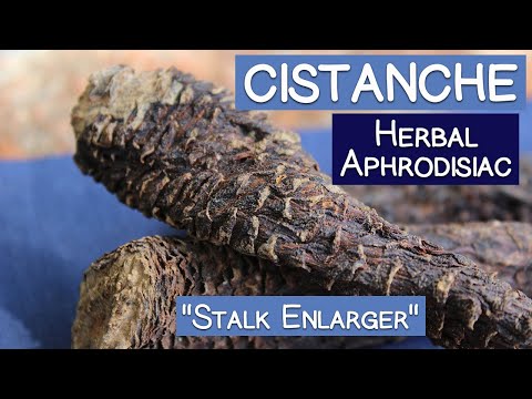 Cistanche Stem, Famous Herbal Aphrodisiac and "Stalk Enlarger"