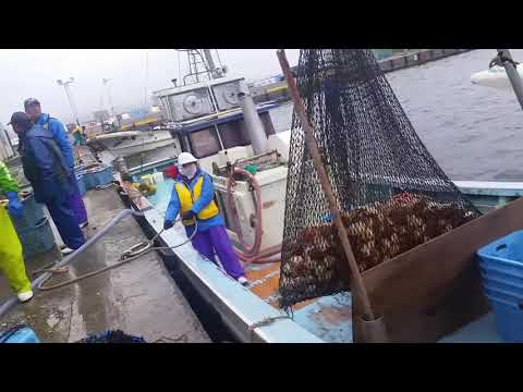 See How Fishermen Catch Hundreds Tons Scallops On The Sea - Amazing Catching Processing Scallops