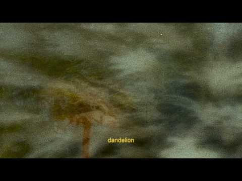 Dandelion - Silent collision